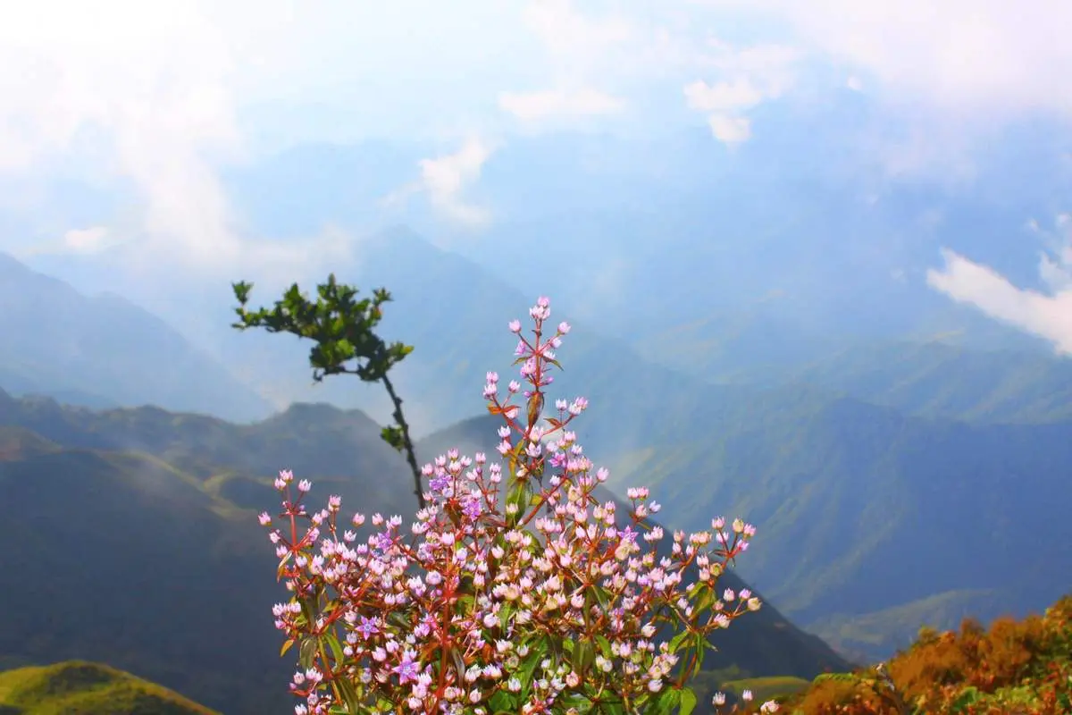 Trekking m&ugrave;a hoa Chi P&acirc;u phủ sắc t&iacute;m khắp T&agrave; Ch&igrave; Nh&ugrave; 13