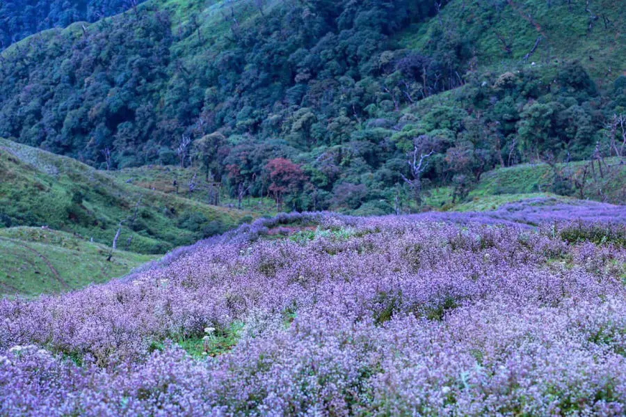 Trekking m&ugrave;a hoa Chi P&acirc;u phủ sắc t&iacute;m khắp T&agrave; Ch&igrave; Nh&ugrave; 7
