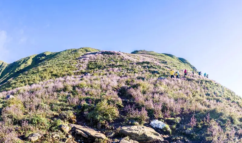 Trekking m&ugrave;a hoa Chi P&acirc;u phủ sắc t&iacute;m khắp T&agrave; Ch&igrave; Nh&ugrave; 8