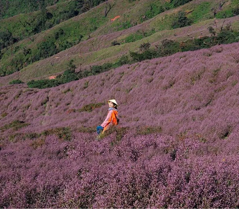 Trekking mùa hoa Chi Pâu phủ sắc tím khắp Tà Chì Nhù