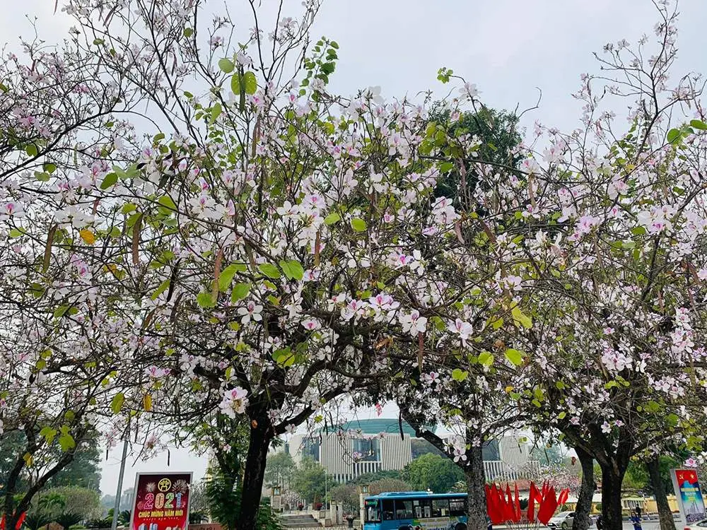 Lễ hội Hoa ban - Mường Lò và những tinh hoa miền Tây Bắc 3