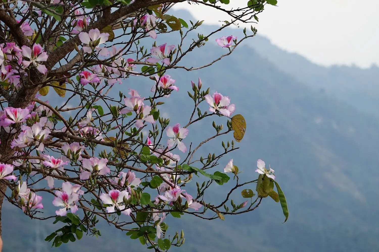 T&igrave;m hiểu Lễ hội X&ecirc;n Mường của đồng b&agrave;o Th&aacute;i - Mường L&ograve; ở Y&ecirc;n B&aacute;i 3