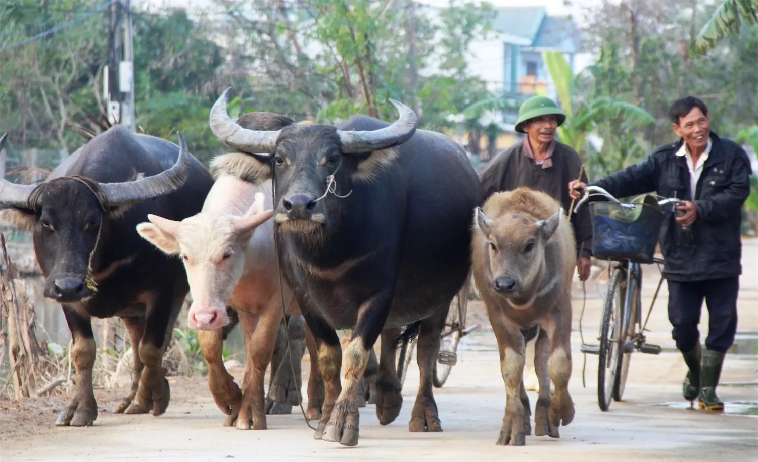 T&igrave;m hiểu Lễ hội X&ecirc;n Mường của đồng b&agrave;o Th&aacute;i - Mường L&ograve; ở Y&ecirc;n B&aacute;i 4