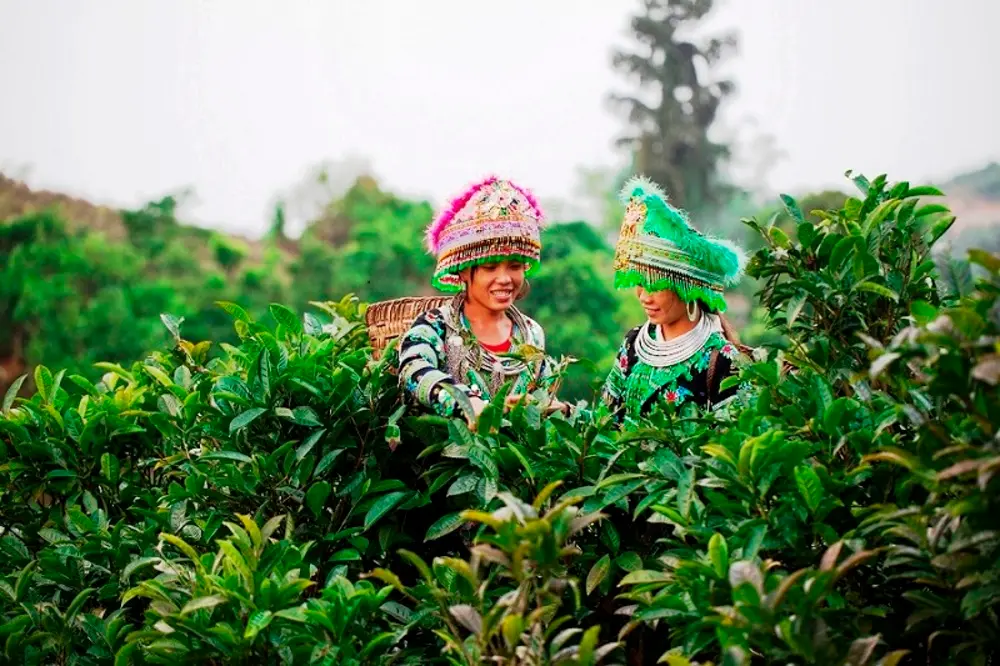 Đặc sắc lễ Zù xu - lễ cúng họ của người Hmông Suối Giàng ở Yên Bái