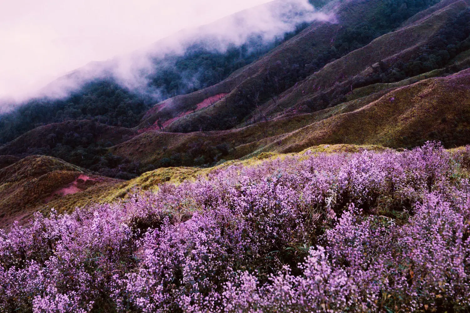 Kinh nghiệm trekking T&agrave; Ch&igrave; Nh&ugrave; d&agrave;nh cho người mới đi lần đầu 7