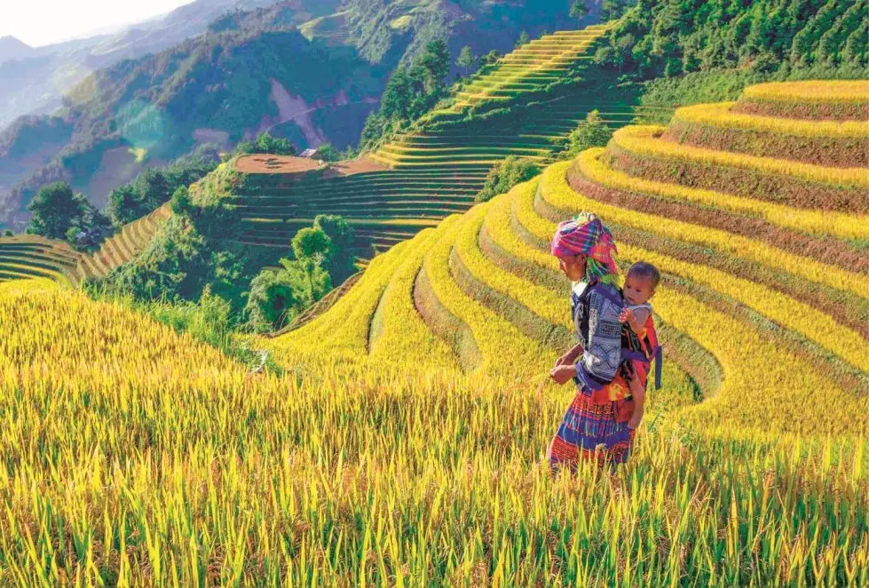 M&ugrave; Cang Chải m&ugrave;a l&uacute;a ch&iacute;n: Kinh nghiệm săn trọn khoảnh khắc v&agrave;ng đẹp nhất 7