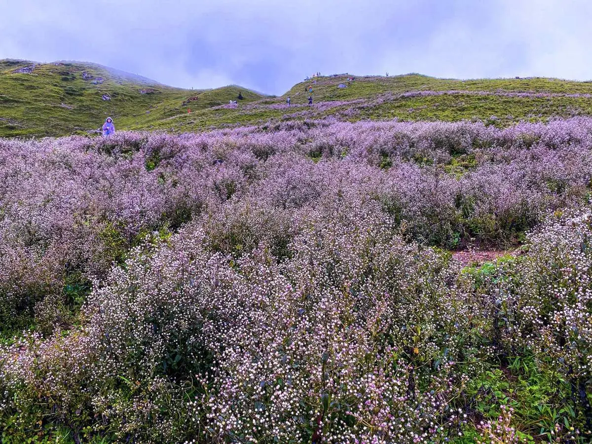 Lịch tr&igrave;nh trekking T&agrave; Ch&igrave; Nh&ugrave; 3N2Đ - Ngọn n&uacute;i cao thứ 7 Việt Nam 2