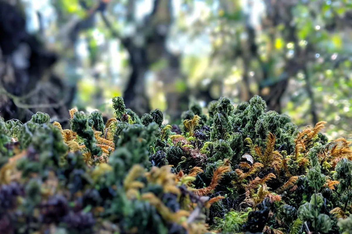 Lịch tr&igrave;nh trekking T&agrave; X&ugrave;a 3N2Đ - 72 giờ leo n&uacute;i săn m&acirc;y 18
