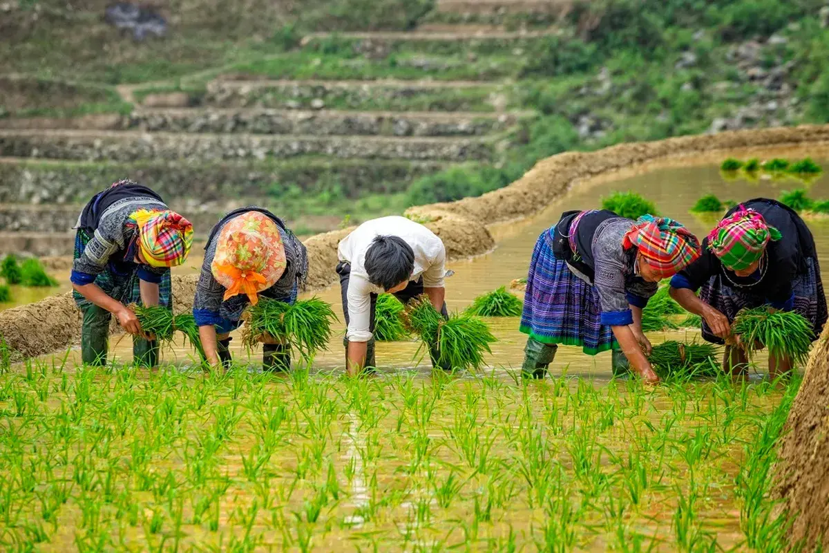 Lưu gấp Lịch tr&igrave;nh M&ugrave; Cang Chải 3N2Đ chi tiết nhất 2026 7