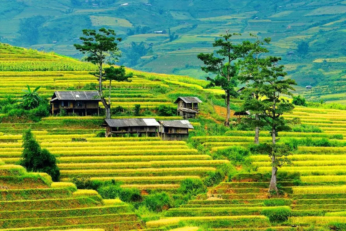 Lưu gấp Lịch tr&igrave;nh M&ugrave; Cang Chải 3N2Đ chi tiết nhất 2026 6