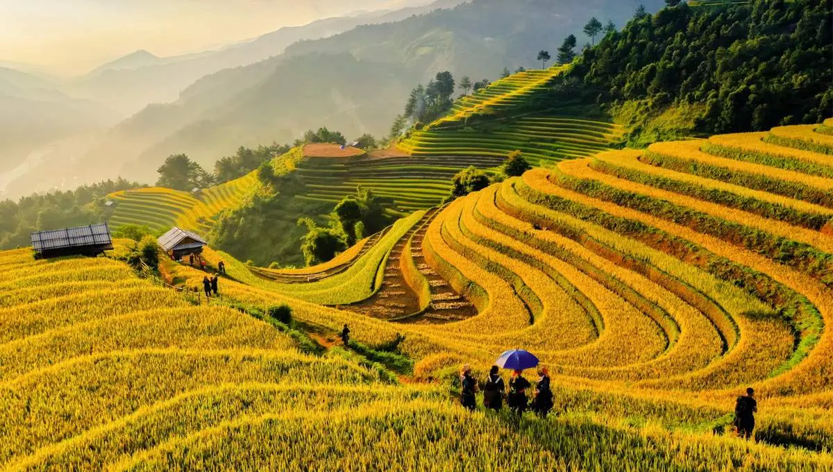 Lưu gấp Lịch tr&igrave;nh M&ugrave; Cang Chải 3N2Đ chi tiết nhất 2026 2