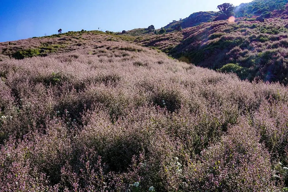 Trekking T&agrave; Ch&igrave; Nh&ugrave; 2N3Đ - Chơi vơi giữa m&acirc;y trời 5